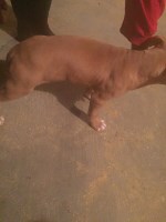 Epitome Kennels American Pit Bull Terrier breeder