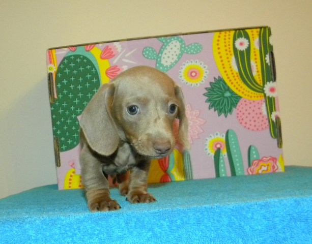 Hamilton Dachshunds of Dunn, NC, Dachshund Breeder in Dunn ...