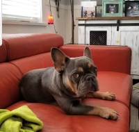 Megan - French Bulldog Stud