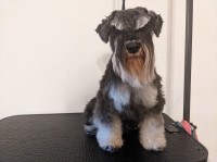 Jasmine Latta - Miniature Schnauzer Stud