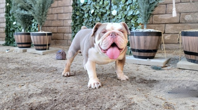 English Bulldog Stud 30596