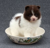 Alex Pomeranian breeder