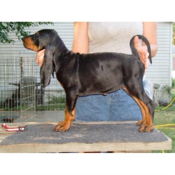 bluetick coonhound puppies for sale in texas evenstar hounds bluetick coonhound breeder in ohatchee alabama bluetick coonhound puppies for sale in texas evenstar hounds bluetick coonhound breeder in ohatchee alabama
