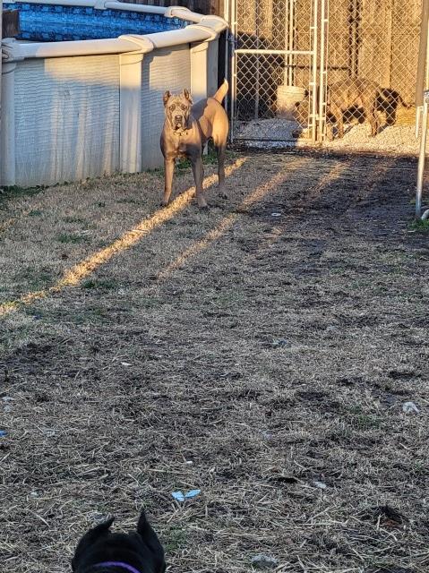 Ramirez Cane Corso Kennel