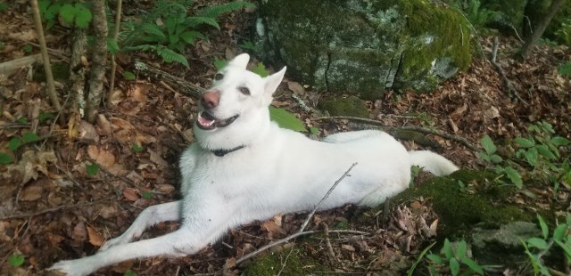 German Shepherd Dog Stud 31892