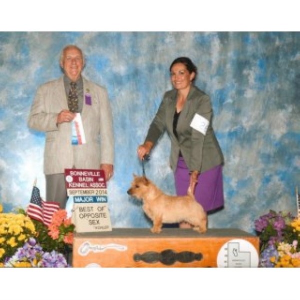 Norwich Terrier Breeder 14734