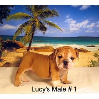 Fancy's Kennel English Bulldog breeder