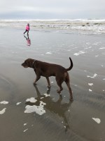 Katrina |Bergeson - Labrador Retriever Stud