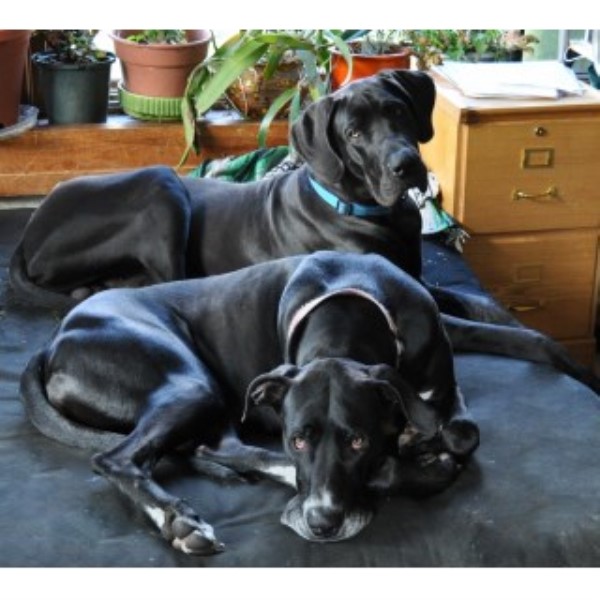 Great Danes of Burns