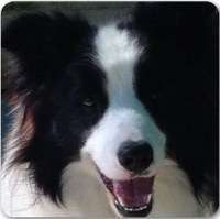Wilsong Border Collies Border Collie breeder