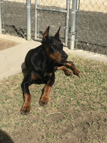 Doberman Pinscher Stud 28410