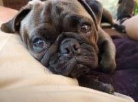 Rodney Sutherland - Pug Stud