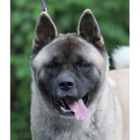 Ancient Knight Akitas Akita breeder