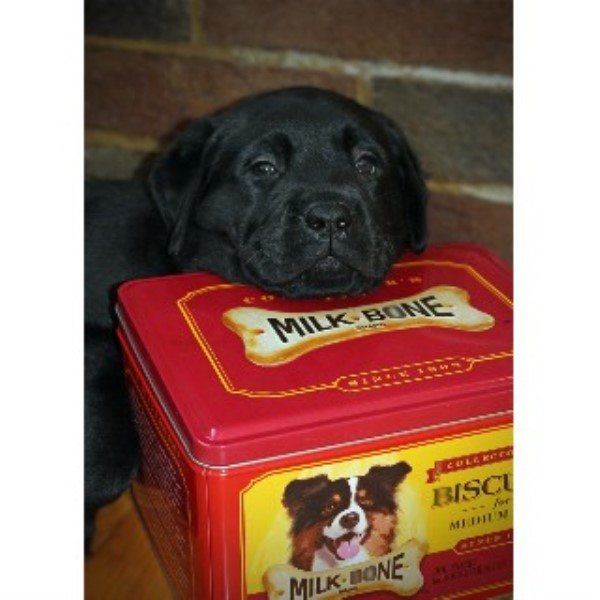 Dog Training Bangor Maine Dog Training Bangor Maine