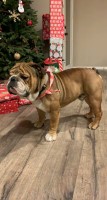 Isiah Robles - English Bulldog Stud