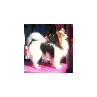 Katurah' Papillons Papillon breeder