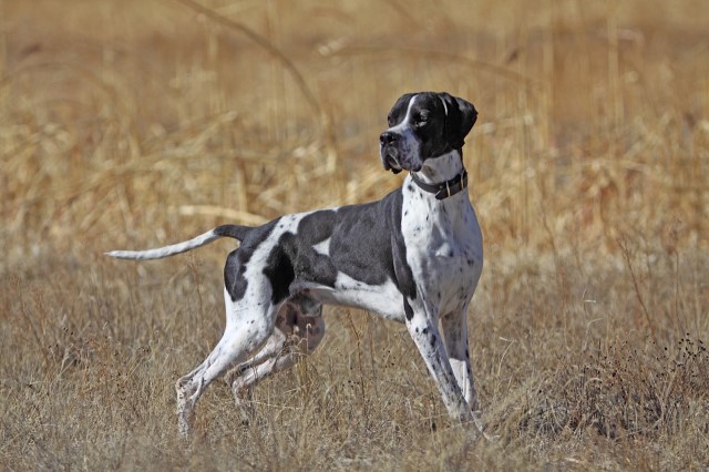 Paladen Kennels - GSP & Pointers