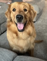 Leah Grogan - Golden Retriever Stud