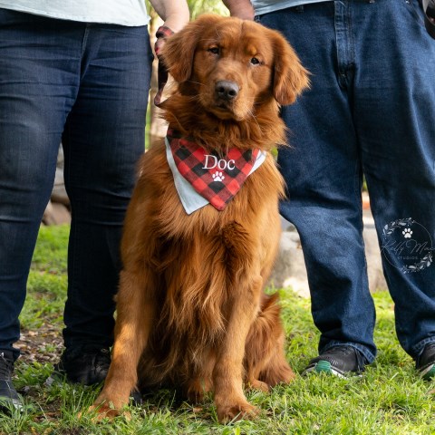 Golden Retriever Stud 28470