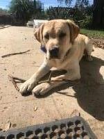 Clay Taylor - Labrador Retriever Stud