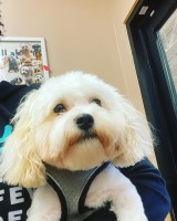 Theia Eltayeb - Maltipoo Stud