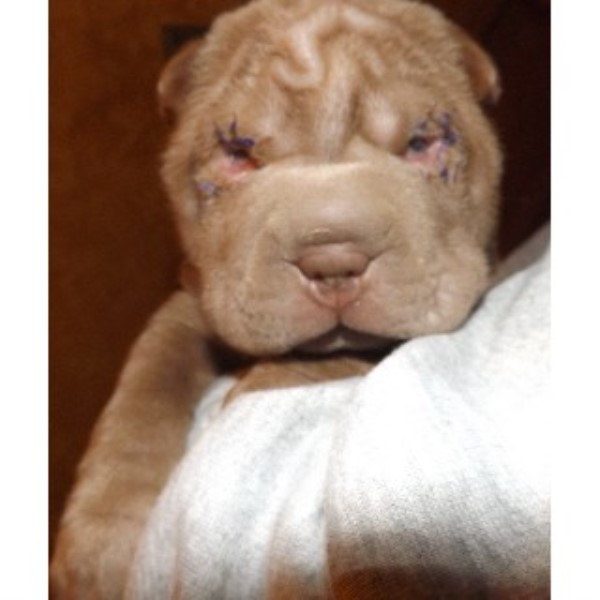 iso chinese shar pei in nc iso chinese shar pei in nc