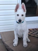 Pat Welsh - German Shepherd Dog Stud