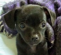 Stephanie Mac Arthur - Chihuahua Stud