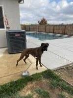 Abby Sabedra - Boxer Stud