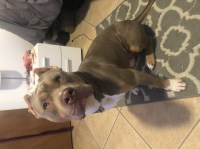Julia Shepherd - American Pit Bull Terrier Stud