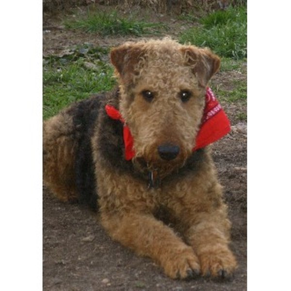 AIREDALE ACRES
