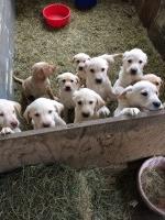 Sunshine Labs Labrador Retriever breeder