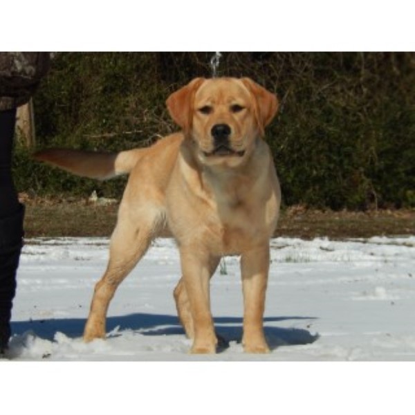 Spencers English Labs, Labrador Retriever Breeder in Memphis, Tennessee