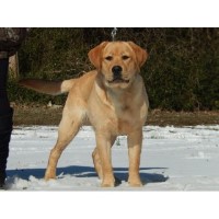 Spencers English Labs Labrador Retriever breeder