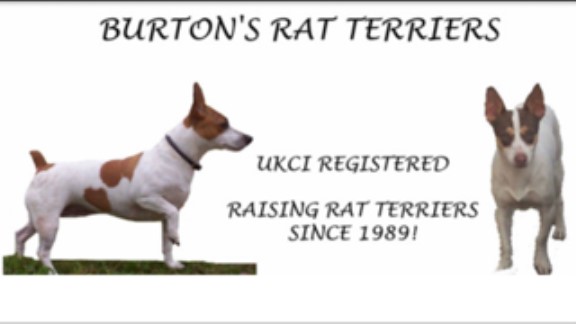 Burton's Rat Terriers