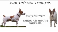 Burton's Rat Terriers Rat Terrier breeder