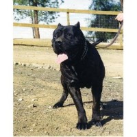 Ambullneo Mastiff Inc. Mastiff breeder