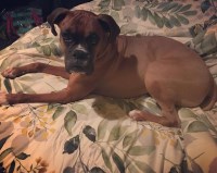 Esther Cruz - Boxer Stud