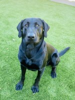 Vincent - Labrador Retriever Stud