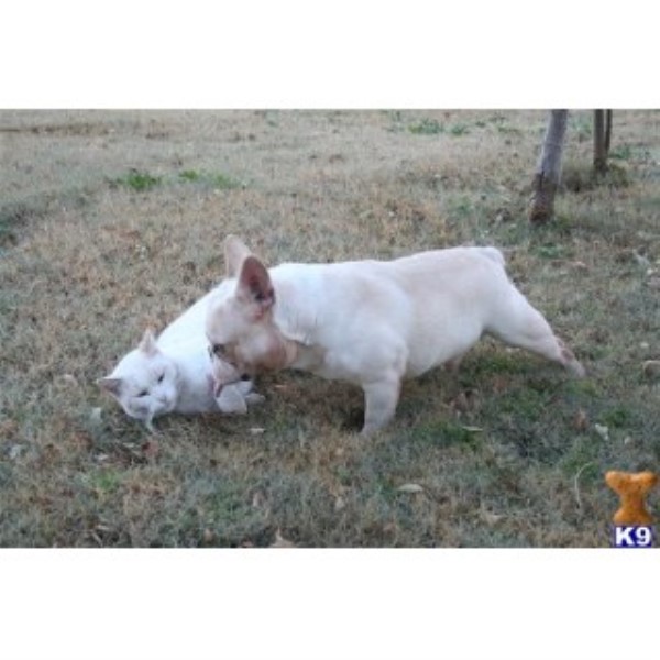 37 Top Photos French Bulldog Oklahoma City : French Bulldog Breeder - Bulldogs for Sale in Oklahoma | S ...