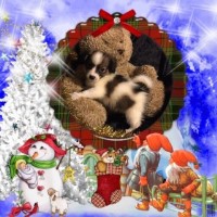 Papillon Paradise Papillon breeder