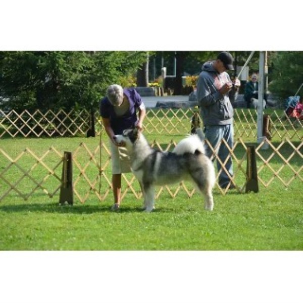 Ivorywind Alaskan Malamutes