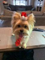 Cory - Yorkshire Terrier Stud