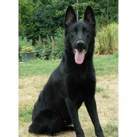Vonstarlite German Shepherd Dog breeder