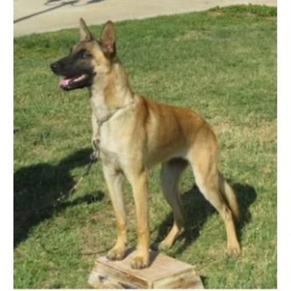 Malinois Breeder 23774