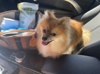 Amber - Pomeranian Stud