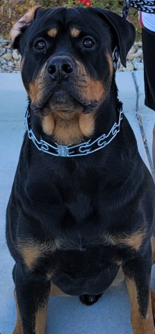 Rottweiler Stud 29804