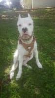 Chris Washington - Dogo Argentino Stud