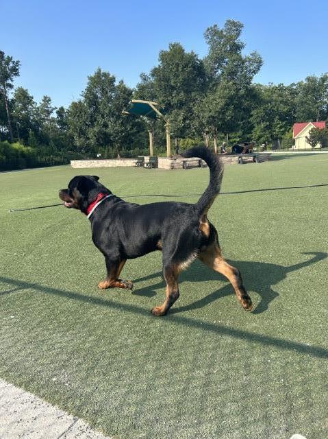 Rottweiler Stud 31539