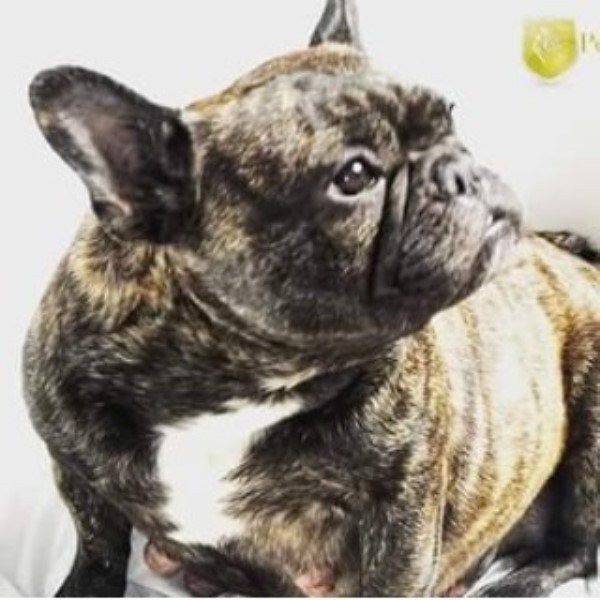 French Bulldog Breeder 25119